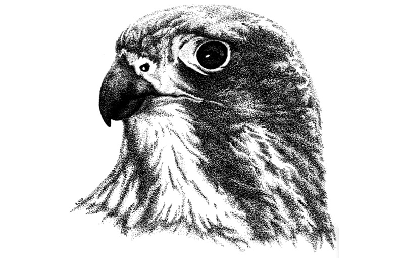 New Zealand Falcon 2 Illustration