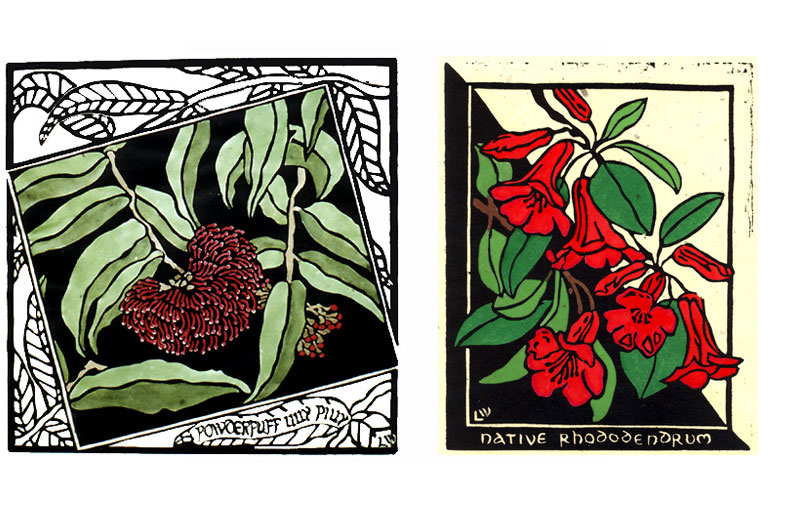 Powderpuff-Lily-Pily-Window-Native-Rhododendron-ARCHIVE-LINOCUT-AUSTRALIAN-LYNETTE-WEIR